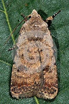 Pale mottled willow moth (Caradrina clavipalpis)