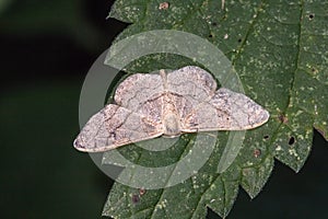 Pale mullein wave Scopula incanata