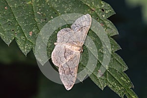 Pale mullein wave Scopula incanata