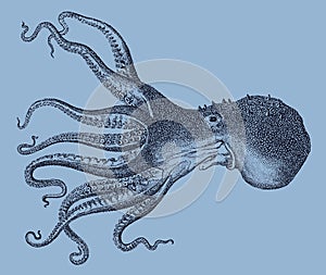 Pale octopus, octopus pallidus from the Southwest Pacific in side view on a blue background
