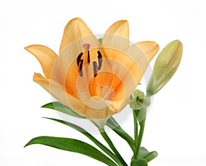 Pale Orange Day Lily