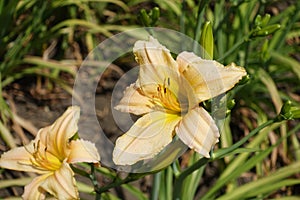 Pale orange flowers of Hemerocallis fulva