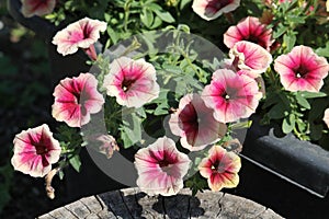 Pale orange and magenta flowers of Petunia Grandiflora plant in garden