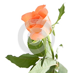 Pale orange rose