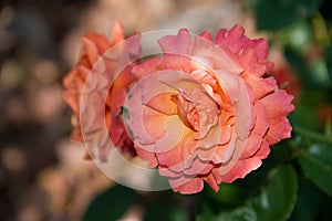 Pale orange rose flower in late afternoon light