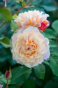 Pale orange rose flower with red bud in the garden