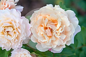 Pale orange rose flowers in the garden