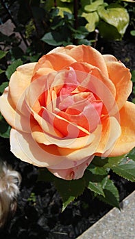 Pale orange rose