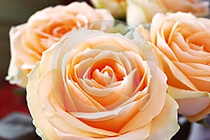 Pale orange roses. Close up view