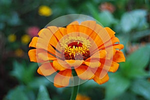 Pale Orange and yellow flower against blurred garden background