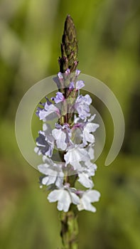 Narrowleaf Vervain - Verbena simplex Wildflowers photo