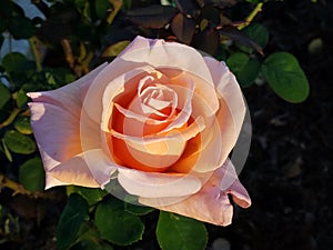 Pale Peach Solitary Beauty