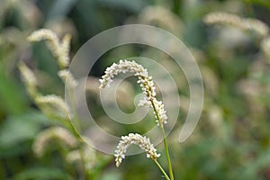 Pale persicaria, Persicaria lapathifolia