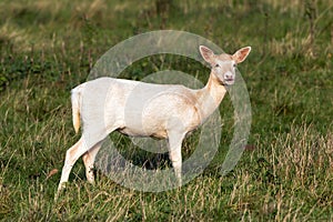 Pale Phase Fallow Deer Doe - Dama dama, Warwickshire, England.