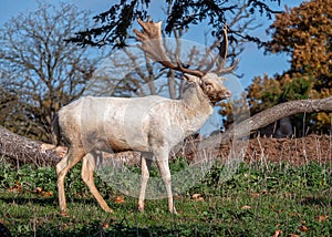 Fallow Deer Buck - Dama dama standing in a sunny parkland. photo