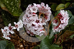 Bergenia ciliata