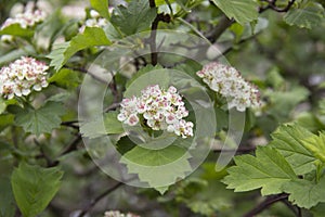 Pale pink blooming BlackBerry flowers at the end of the spring season