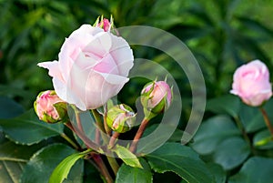 Pale pink blooming rose bud `Sinderella` scrub in a country summer garden.