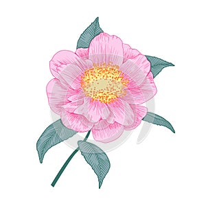 Pale pink camellia semi double form flower