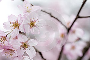 Pale pink cherry blossoms