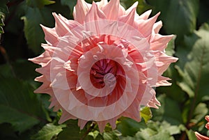 Pale pink dahlia bloom, perfect flower