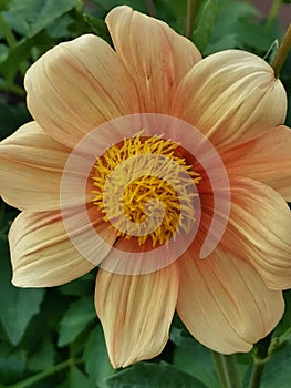 Pale pink dahlia with green leaves on background