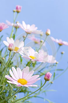 Pale pink daisies photo