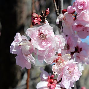 Pale pink double blooms of Flowering Plum Tree.