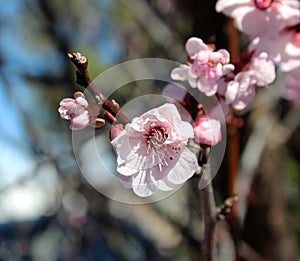 Pale pink double blooms of Flowering Plum Tree.