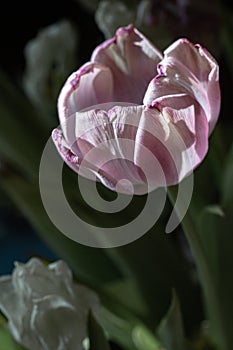 pale pink fading tulip on a dark background