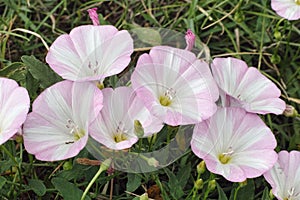 Pale pink field bindweed