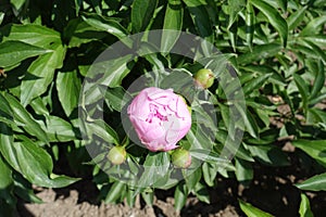 Pale pink flower bud of peony in May