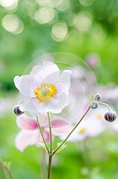 Pale pink flower in the garden, close-up