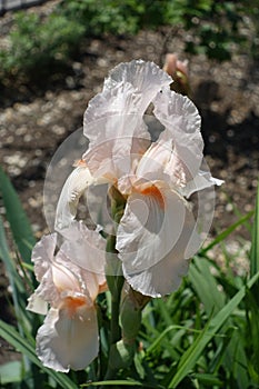 Pale pink flower of German iris