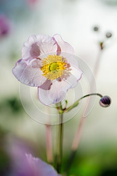 Pale pink flower Japanese anemone