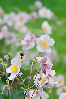 Pale pink flower Japanese anemone, close-up