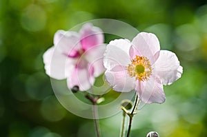 Pale pink flower Japanese anemone, close-up