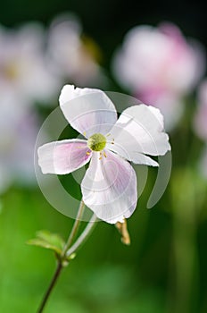 Pale pink flower Japanese anemone, close-up