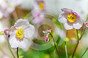 Pale pink flower Japanese anemone, close-up