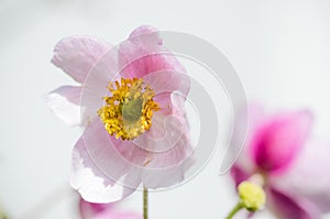 Pale pink flower Japanese anemone, close-up