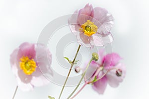 Pale pink flower Japanese anemone, close-up