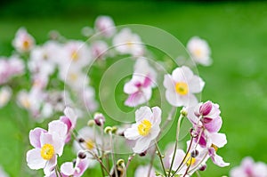 Pale pink flower Japanese anemone, close-up. Note: Shallow depth