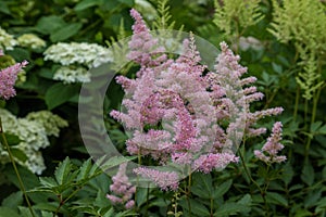 Pale pink flower plumes of astilbe plant