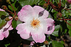 Pale pink flower of Shrub Rose, Smarty