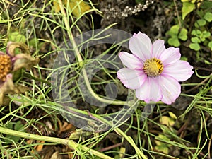 Pale Pink Flower in Wild New England Flower Garden