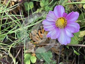 Pale Pink Flower in Wild New England Flower Garden