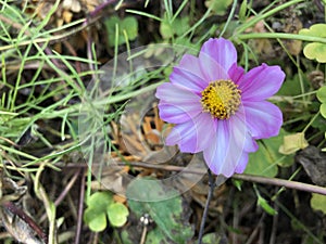 Pale Pink Flower in Wild New England Flower Garden