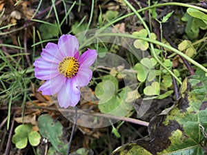 Pale Pink Flower in Wild New England Flower Garden