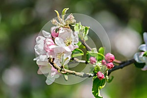 Pale pink flowers of apple tree on a branch in the garden.