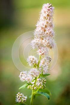 Pale pink flowers on evening sun.